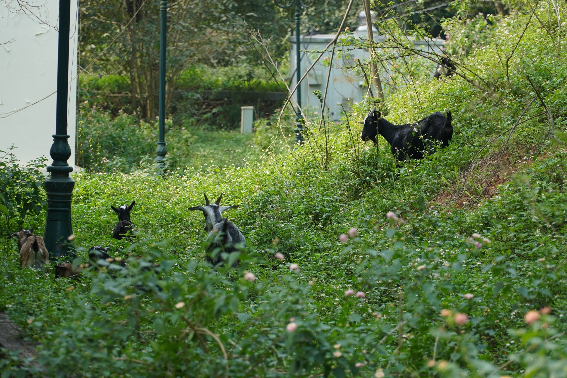 sap xep 5 don vi ve Ham Rong anh 3