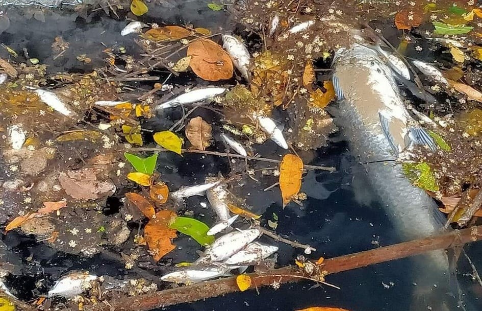 Hon 10 km song doi mau den kit, ca chet hang loat hinh anh