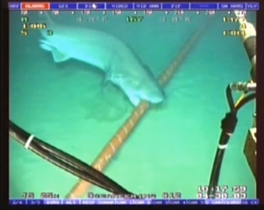 Sự thật về cáp quang ảnh 1 Su that ve cap quang anh 1