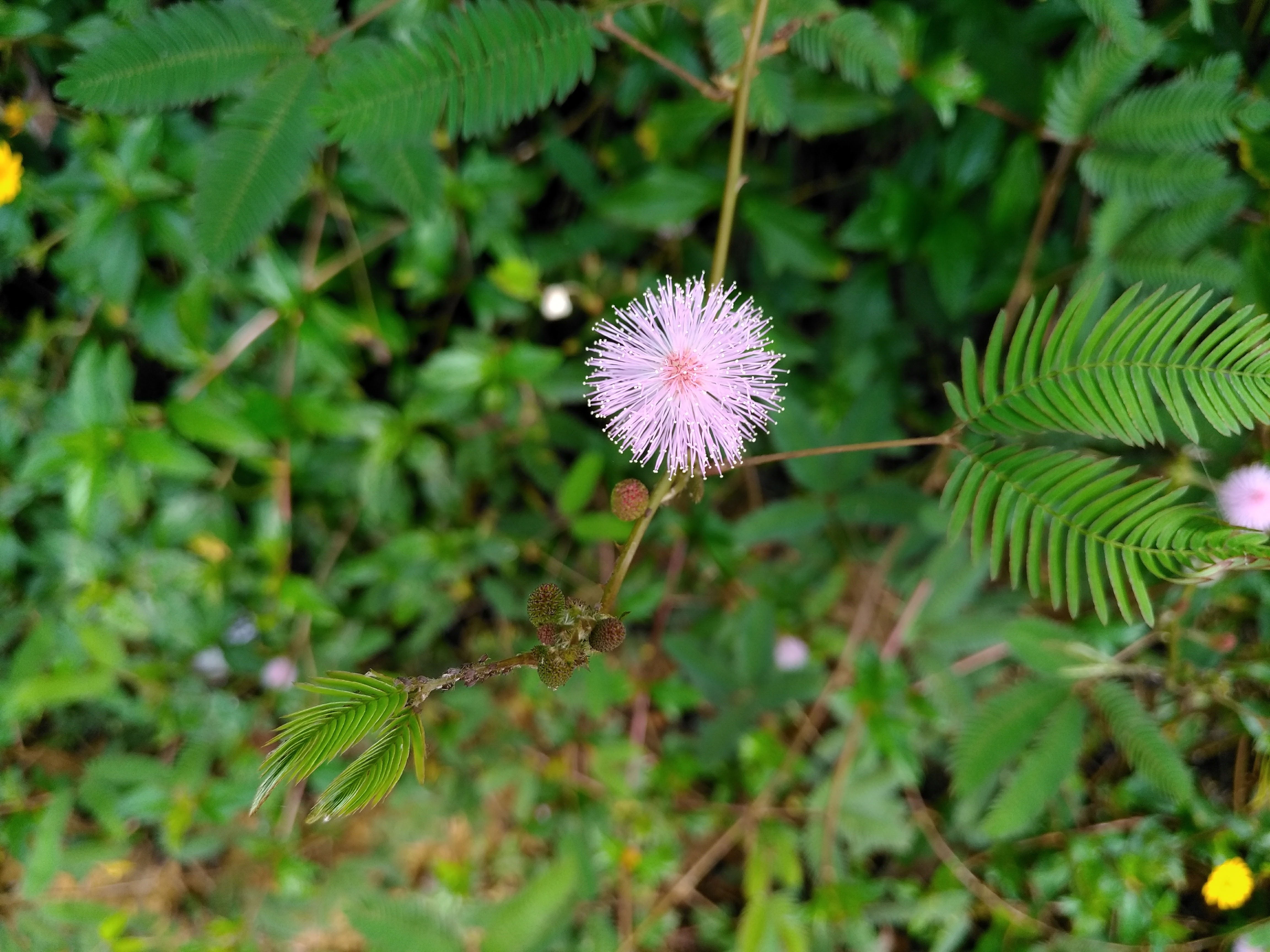 danh gia Bphone 2017 anh 7