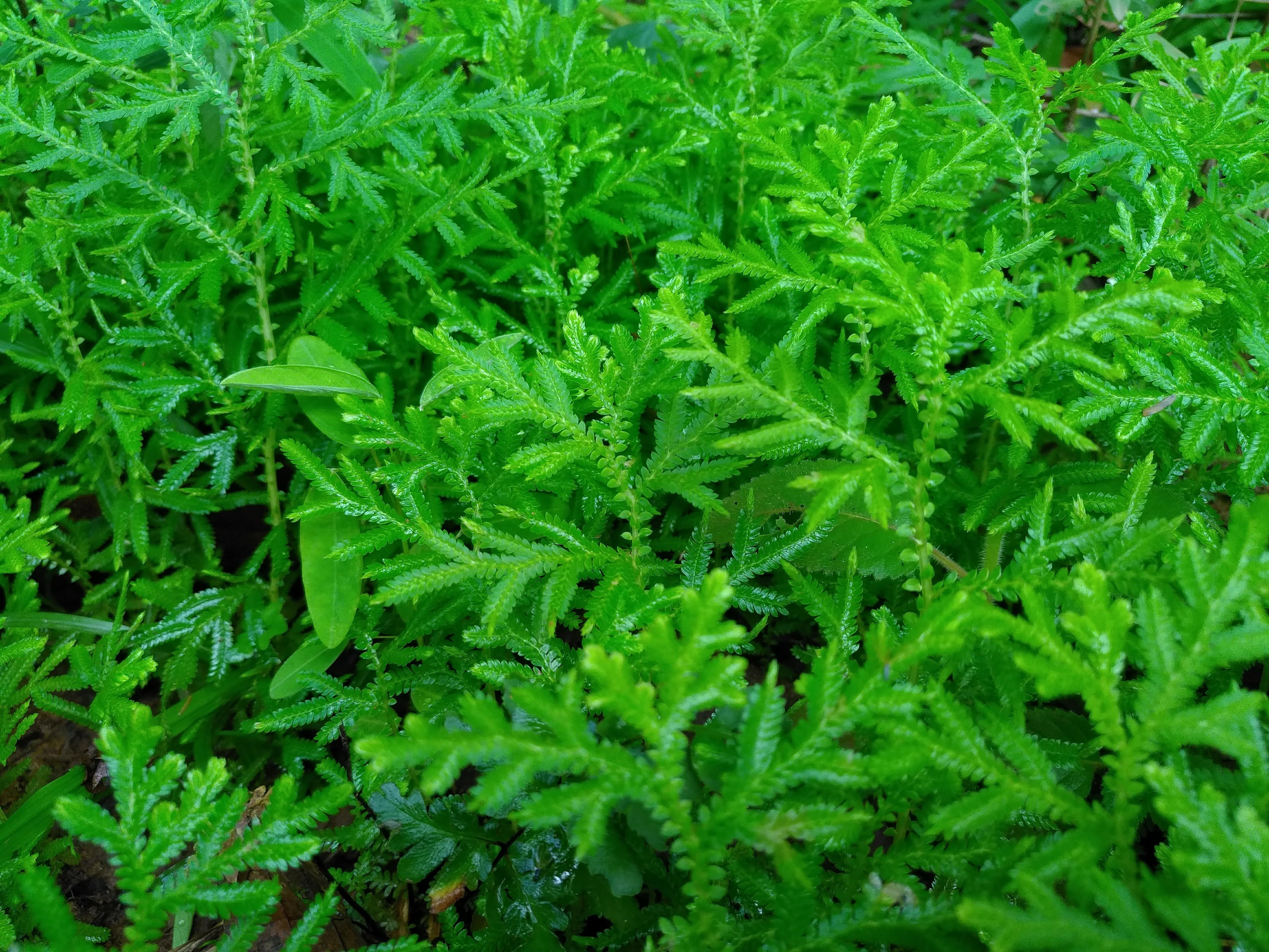 danh gia Bphone 2017 anh 10