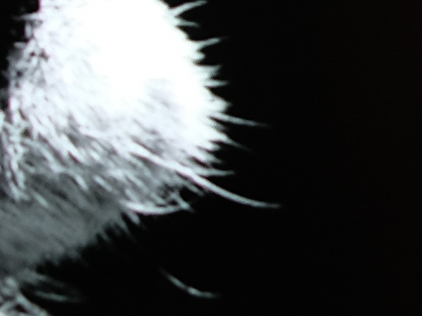 so sanh man hinh galaxy note fe va iphone 7 plus anh 13