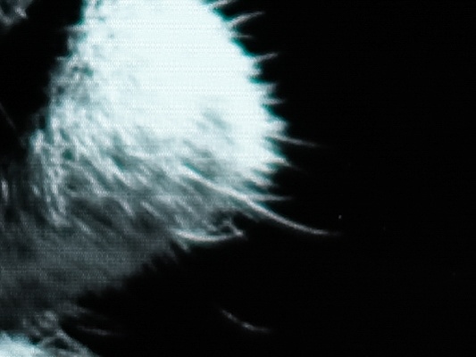 so sanh man hinh galaxy note fe va iphone 7 plus anh 12