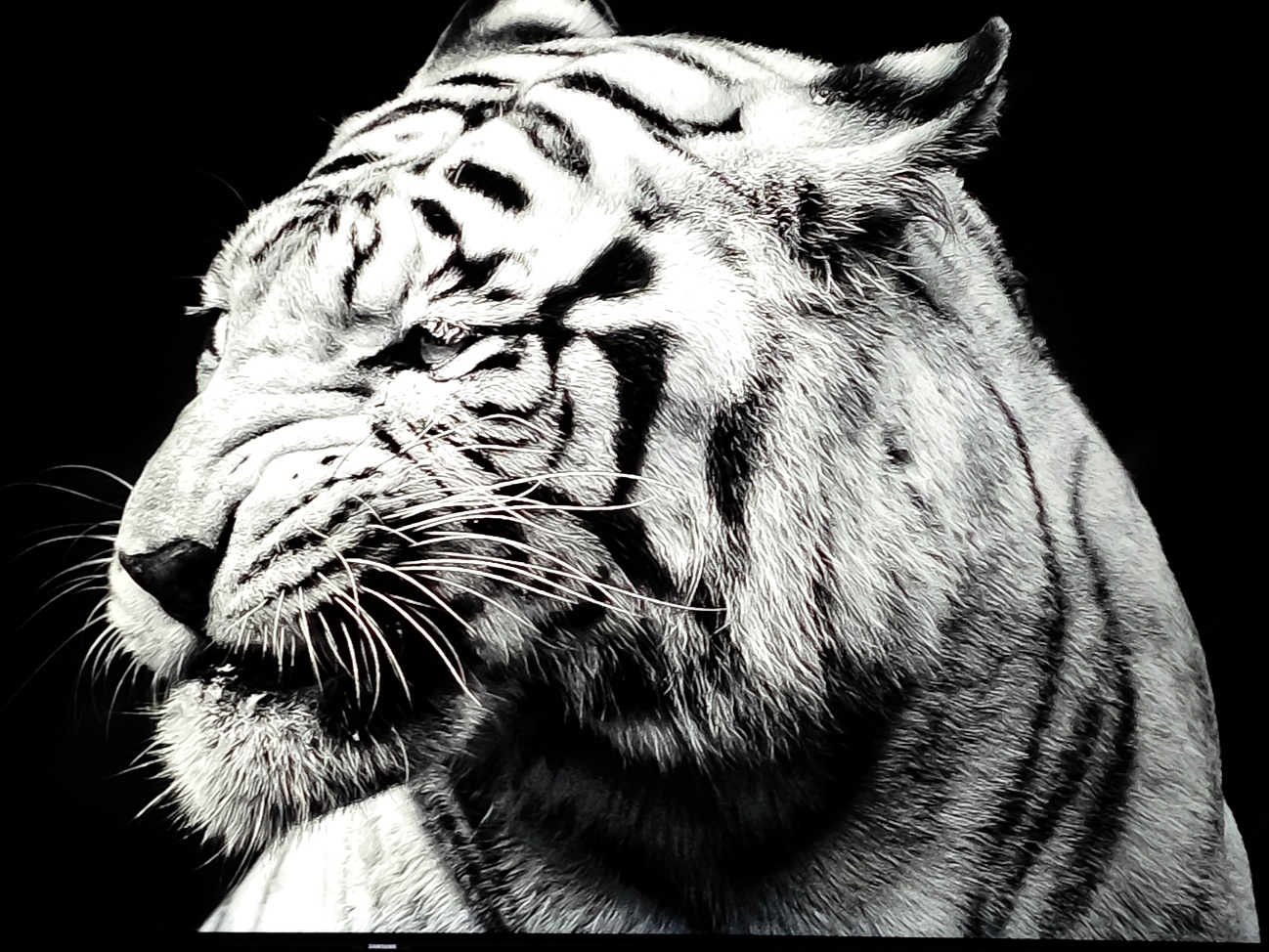 so sanh tivi OLED va QLED anh 6