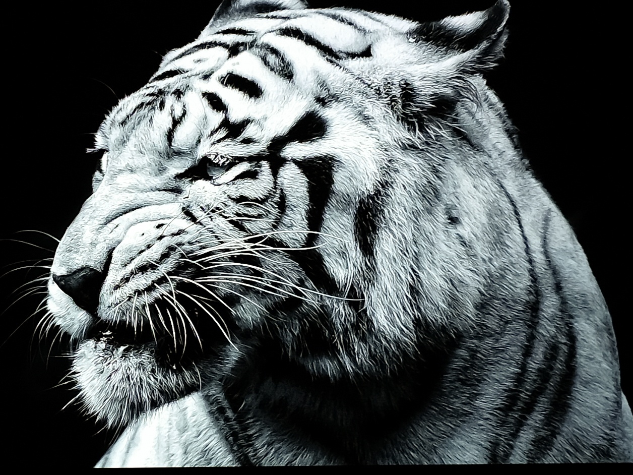 so sanh tivi OLED va QLED anh 7