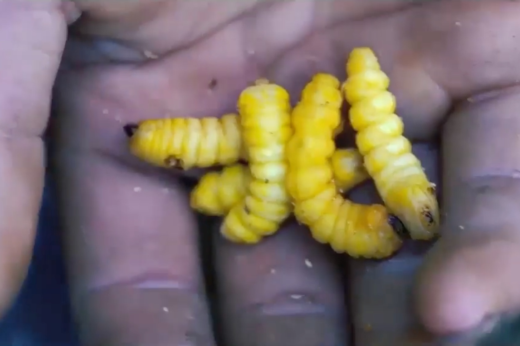 Video - Trich doan tap 'Vao rung san sau' cua Amazing Viet Nam hinh anh