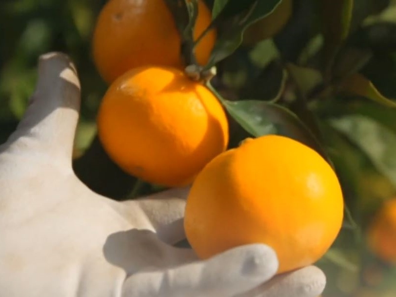 Video - Dac trung cua quyt Wakayama Nhat Ban hinh anh