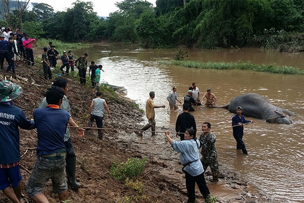 Thái Lan gải cứu voi ảnh 1 Thai Lan gai cuu voi anh 1