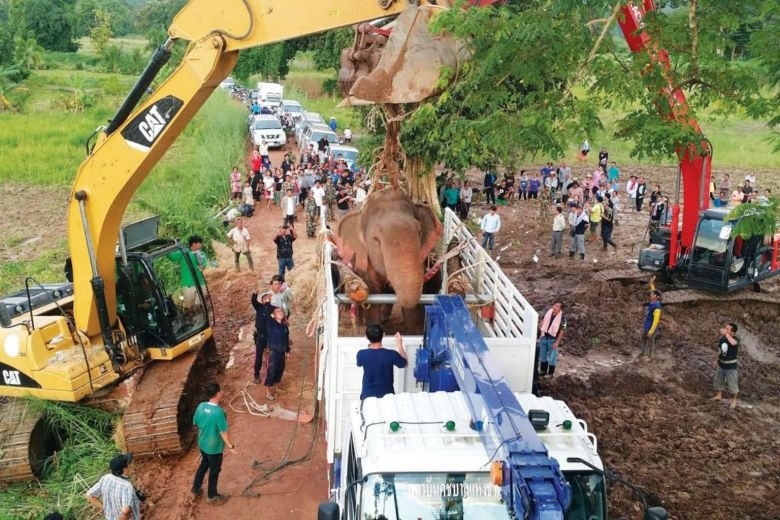 Thái Lan gải cứu voi ảnh 2 Thai Lan gai cuu voi anh 2