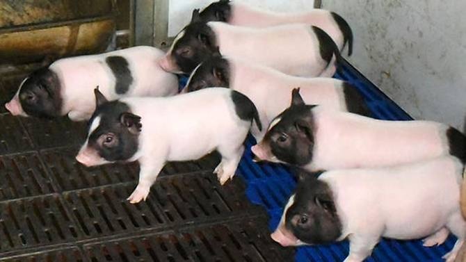 Trung Quoc tim ra phuong phap nhan ban lon it mo bang gene chuot hinh anh