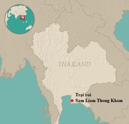 Du khách bị voi dẫm chết ảnh 2 Du khach bi voi dam chet anh 2