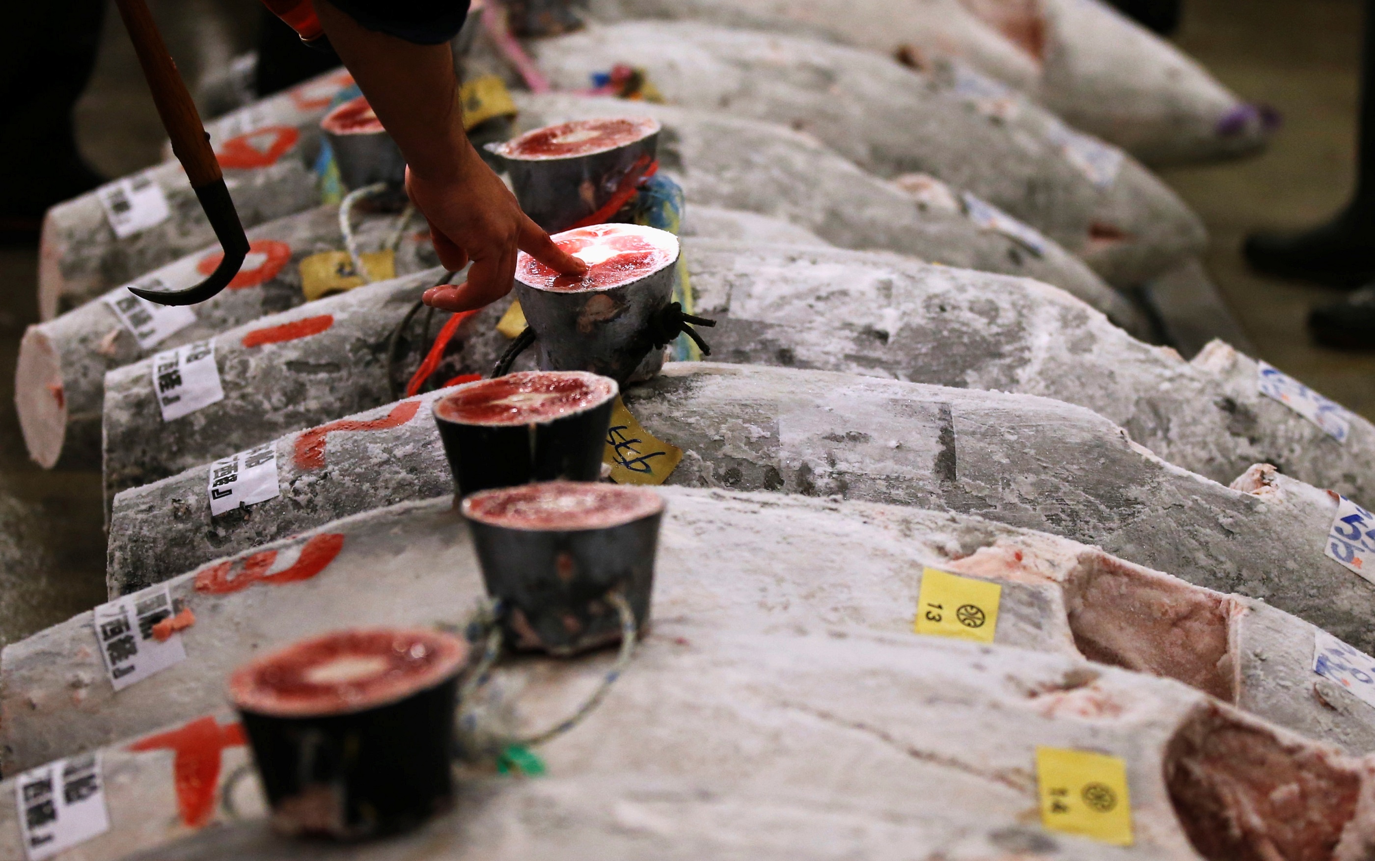 Cho ca lon nhat the gioi anh 7