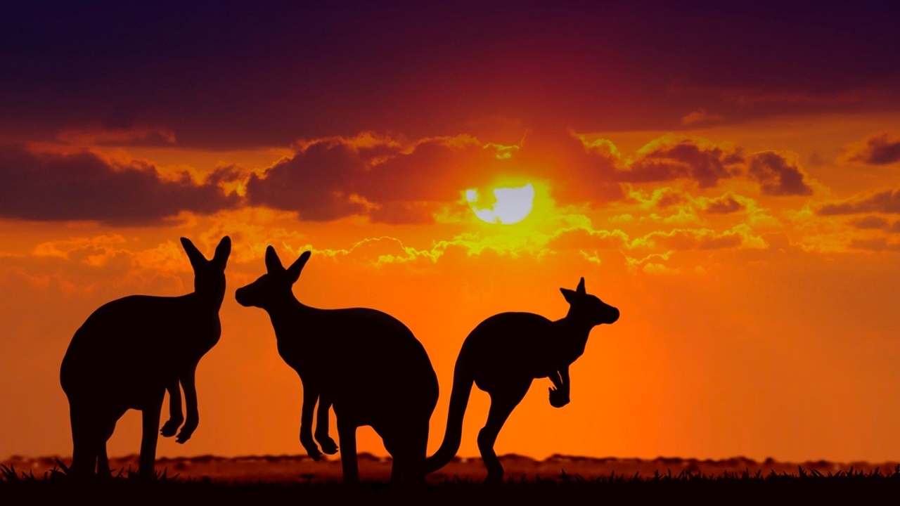 Mat duong chay nhua o Sydney trong ngay nong nhat gan 100 nam hinh anh