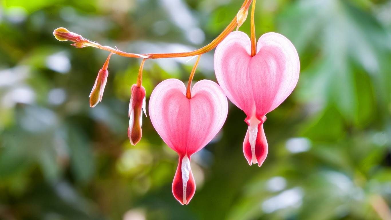 Thu tu cua ban (5/11) hinh anh