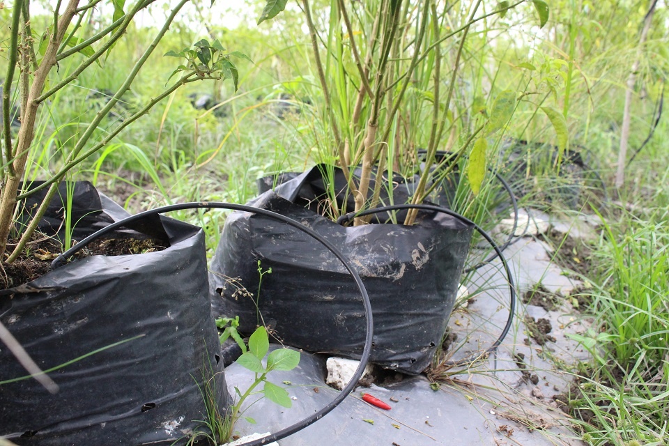 nu nong dan thu nua ty nho trong ot anh 2