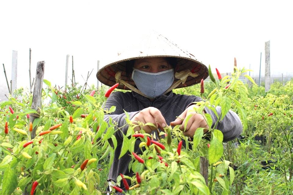 Nong dan ngoai o Sai Gon trong ot thu gan nua ty moi thang hinh anh