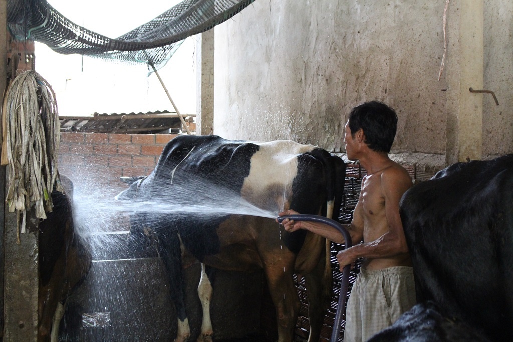 Gia sua con 7.000 dong/kg, nong dan Cu Chi ban bo lo hang chuc trieu hinh anh