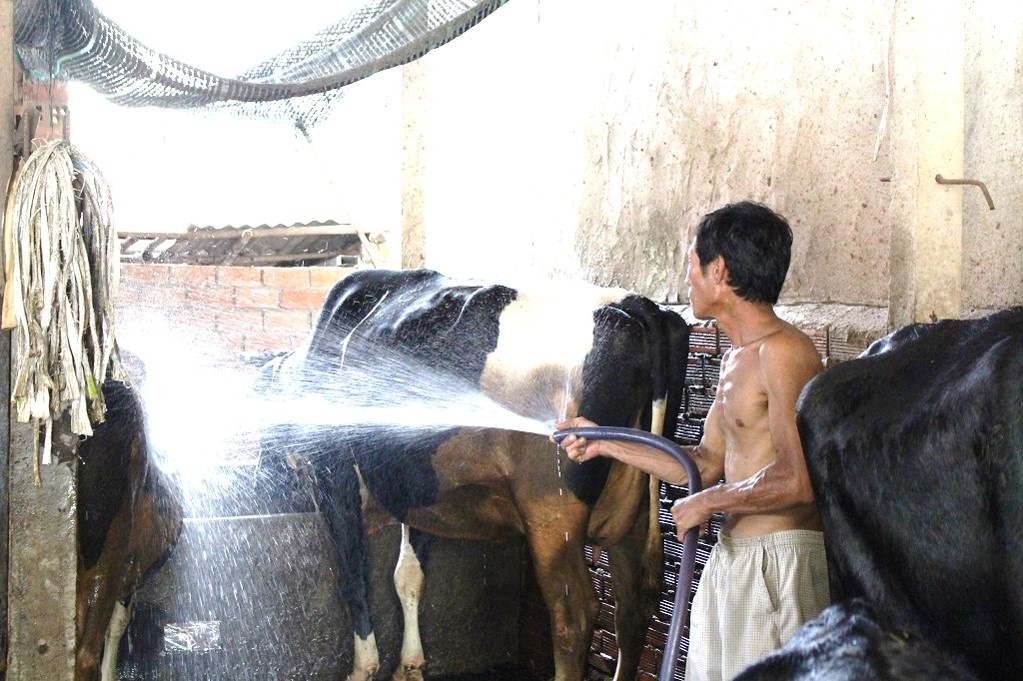 gia sua bo thap hon nuoc loc,  nong dan Cu Chi nghen ngao ban bo gia re anh 2