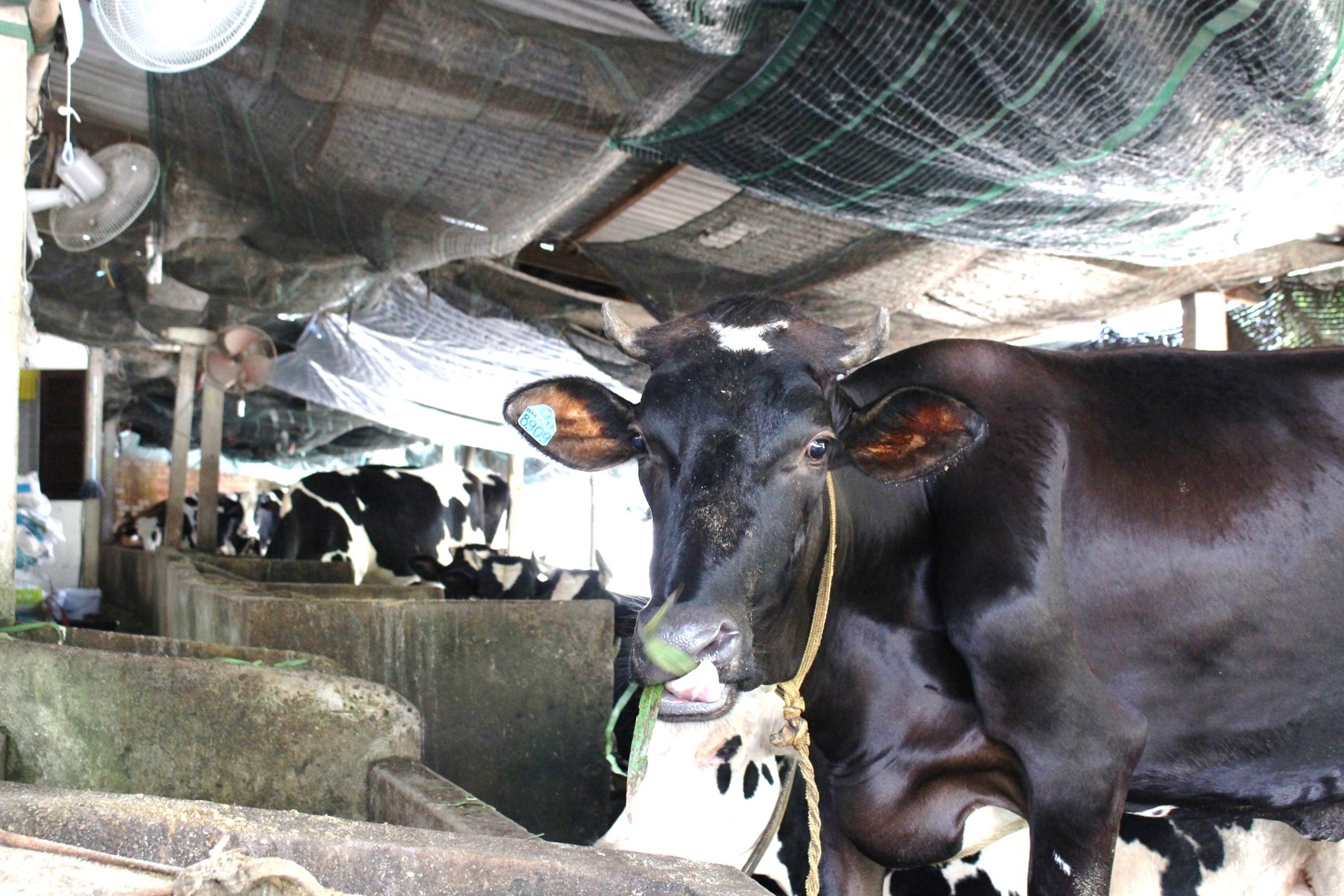 gia sua bo thap hon nuoc loc,  nong dan Cu Chi nghen ngao ban bo gia re anh 1