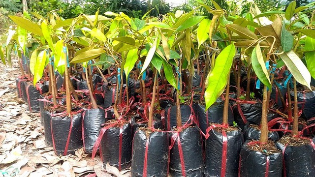 kiem khong ra sau rieng ruot do anh 3