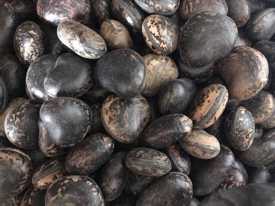 Nguoi Viet lung mua dau Lao 6 trieu mot kg anh 1