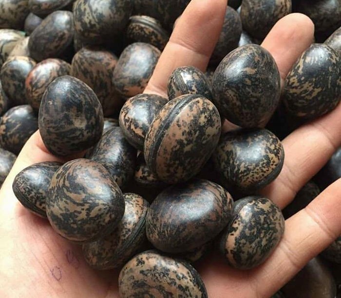 Dau Lao 6 trieu/kg: Lung mua tung hat vi tin than duoc hut noc doc hinh anh