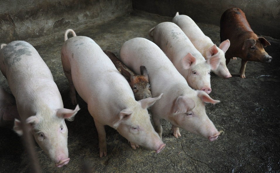 Tam dung nhap khau thit heo tu Hungary va Ba Lan vi dich ta chau Phi hinh anh