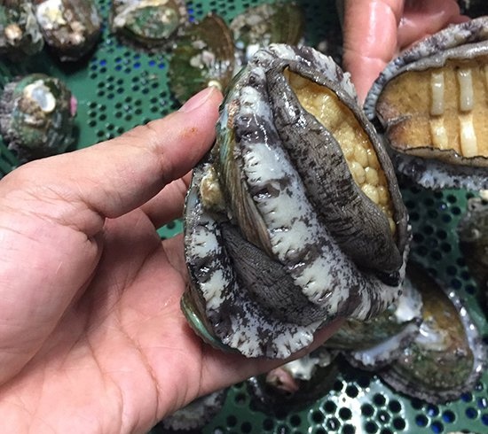 Giới nhà giàu Việt ngày càng chịu chi cho hải sản nhập khẩu đắt đỏ, hải sản nhập khẩu đắt đỏ ảnh 2 Gioi nha giau Viet ngay cang chiu chi cho hai san nhap khau dat do, hai san nhap khau dat do anh 2