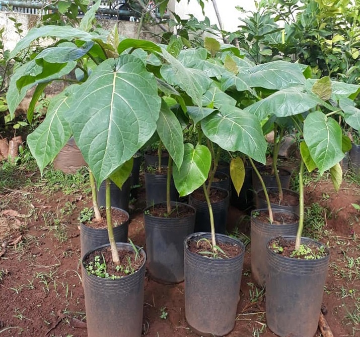 Cà chua có giá lên đến 1 triệu đồng/kg không còn độc lạ ảnh 3 Ca chua co gia len den 1 trieu dong/kg khong con doc la anh 3