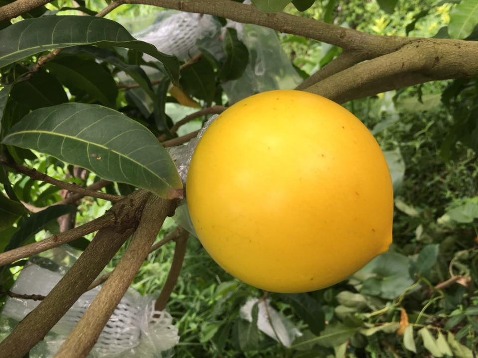 Vú sữa Đài Loan 1 triệu đồng/kg, Vú sữa hoàng kim giá cả triệu đồng/kg ảnh 2 Vu sua Dai Loan 1 trieu dong/kg, Vu sua hoang kim gia ca trieu dong/kg anh 2