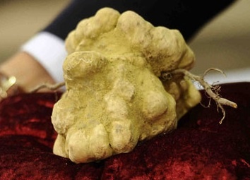 Mot khach hang chi gan 100.000 USD de mua khoi nam cuc chua den 1 kg hinh anh