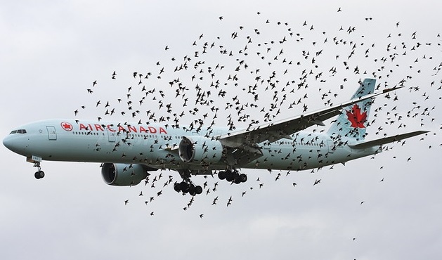 Nhung tinh huong 'kho do' khien may bay phai quay dau hinh anh