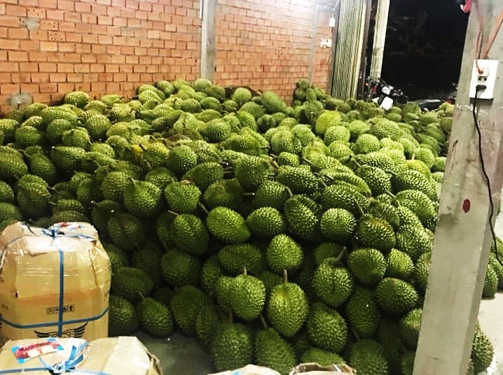 Sau rieng mien Tay rot gia do thi truong Trung Quoc bien dong anh 2