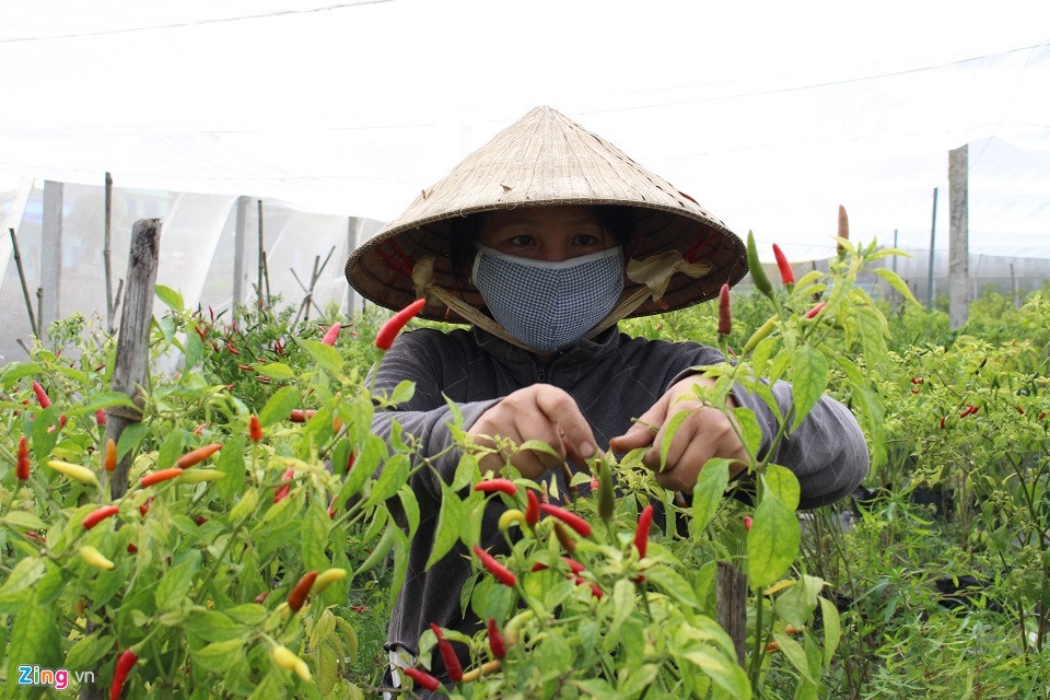 Vi sao nong san Viet cu trong vong luan quan ‘duoc mua mat gia’? anh 4