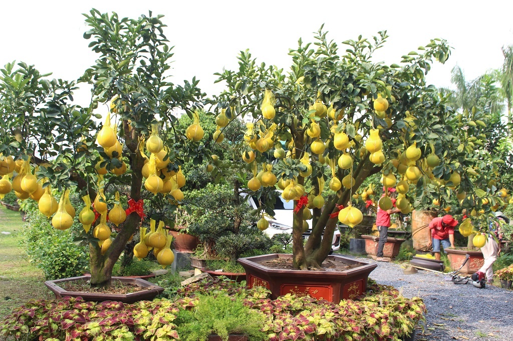 Buoi Dien len toi 70 trieu moi cay,  xuong duong Sai Gon ‘an Tet’ som anh 1