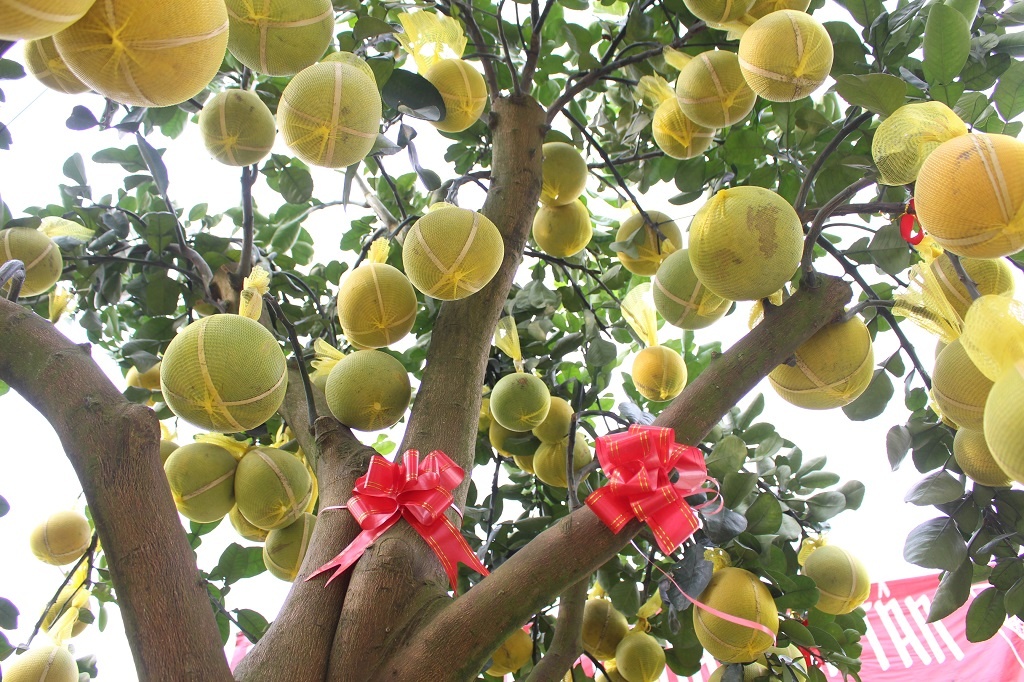 Buoi Dien len toi 70 trieu moi cay,  xuong duong Sai Gon ‘an Tet’ som anh 2