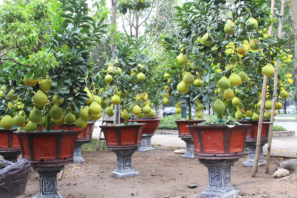 Buoi Dien len toi 70 trieu moi cay,  xuong duong Sai Gon ‘an Tet’ som anh 3