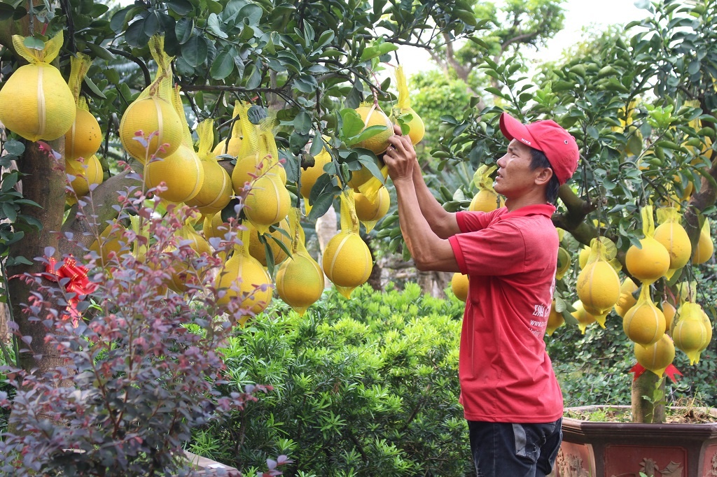 Buoi Dien len toi 70 trieu moi cay, xuong duong Sai Gon 'an Tet' som hinh anh