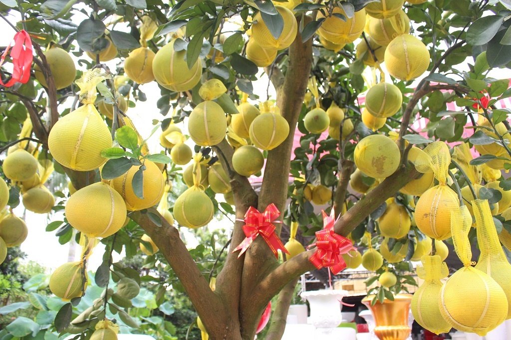 Can canh buoi Dien choi Tet triu qua, 70 trieu dong/cay o Sai Gon hinh anh