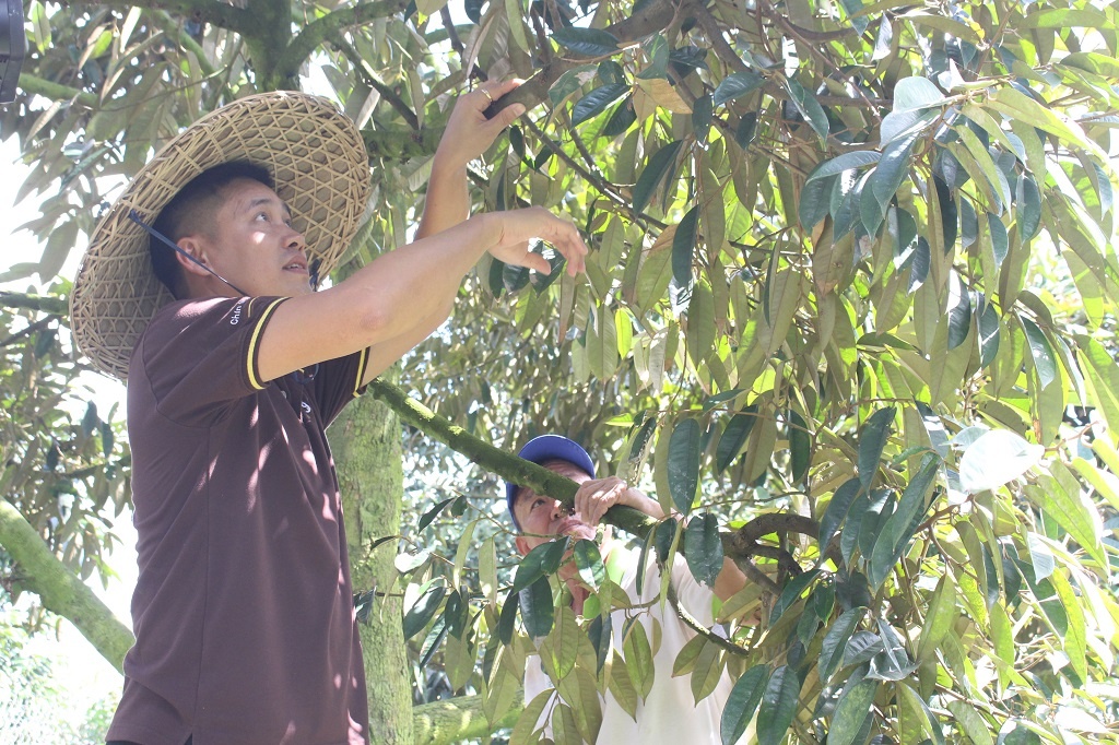 Sau rieng 200.000 dong/kg o Sai Gon,  khach mua trai VIP phai dat truoc anh 4