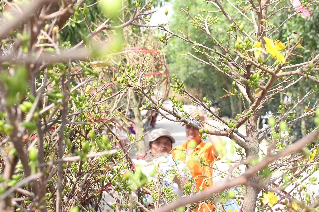 Can Tet,  thuong lai Bac Nam do ve lang mai moi noi o ngoai o Sai Gon anh 2