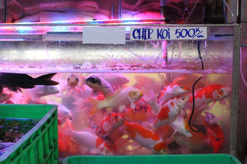 Nguoi Sai Gon mua ca Koi tien trieu tien ong Cong,  ong Tao anh 2