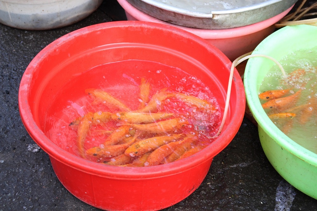 Người Sài Gòn chen chân sắm đồ cúng Tết ông Công, ông Táo sớm ảnh 2 Nguoi Sai Gon chen chan sam do cung Tet ong Cong, ong Tao som anh 2