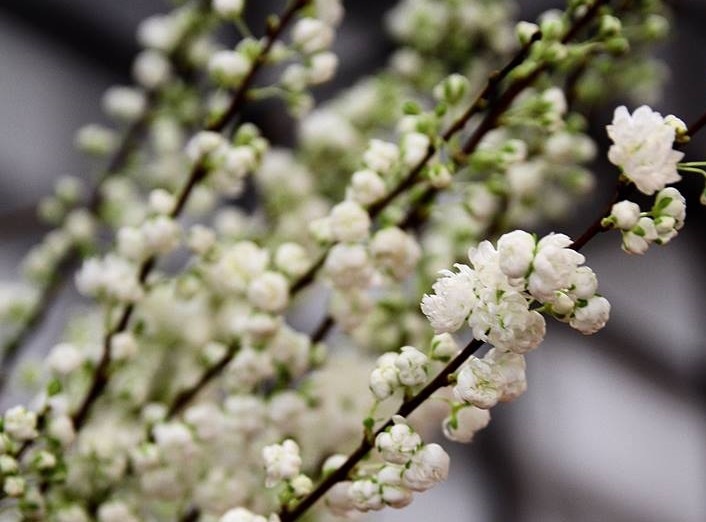 Dao trang Nhat Ban hut khach Sai Gon hinh anh