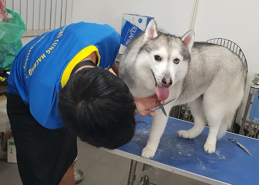 29 Tet,  khach san cho cho meo gia nua trieu moi ngay o Sai Gon chay phong anh 1