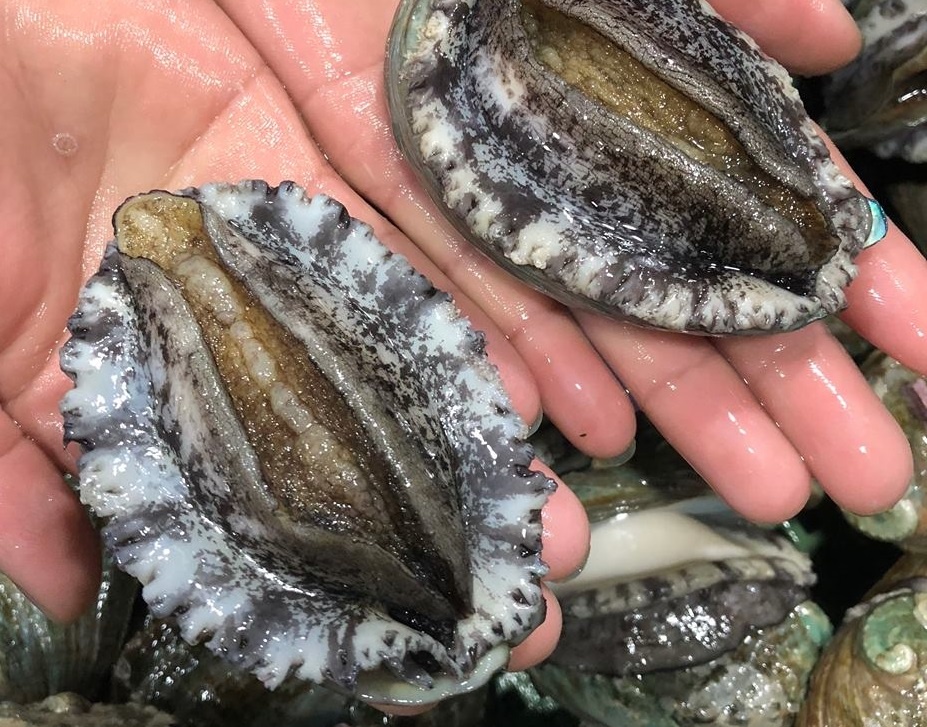 Bo 7 trieu dong mua 1-2 con bao ngu, khach Viet van chiu chi hinh anh