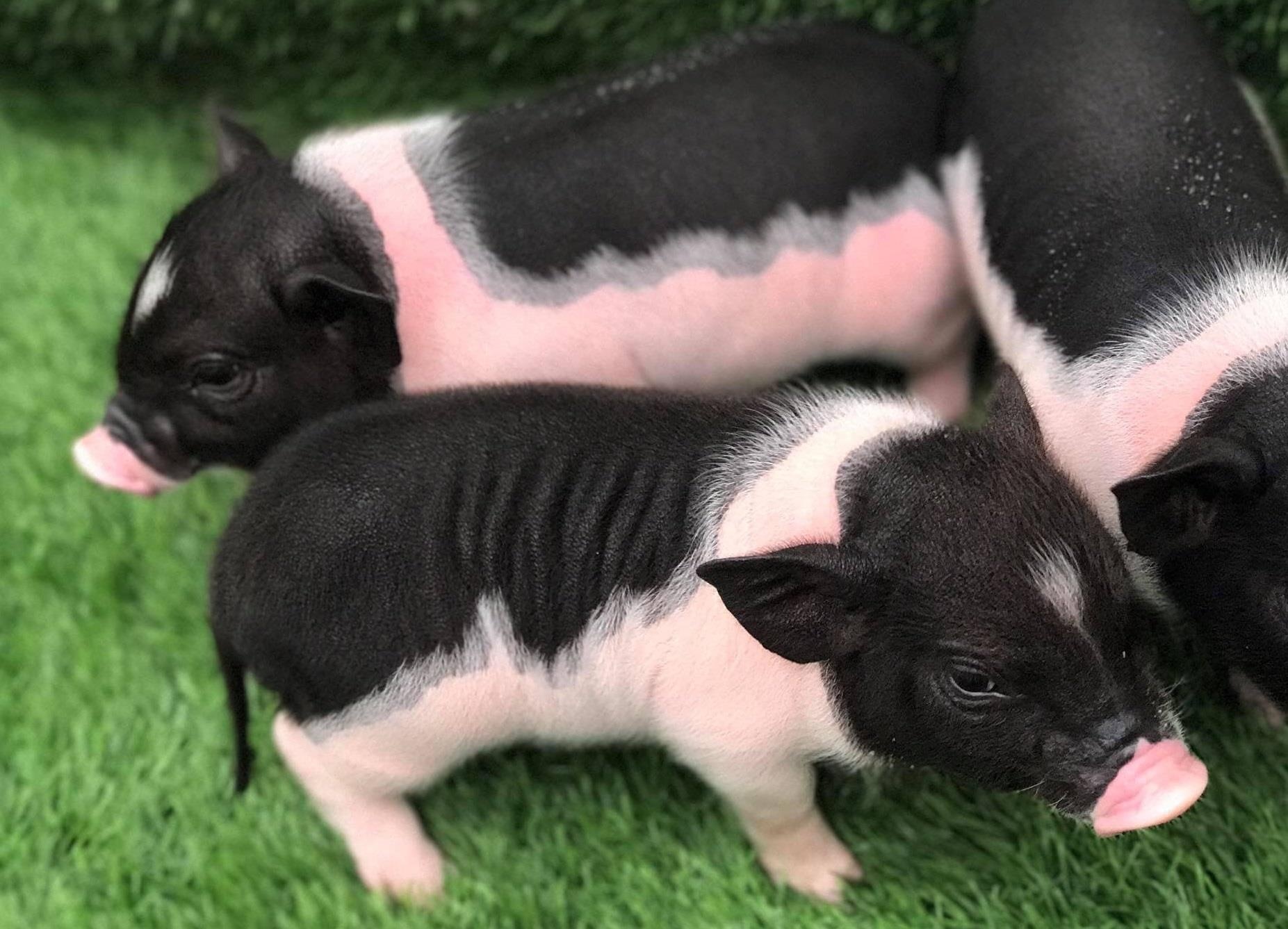 Heo canh mini tien trieu co the lam lay lan dich ta heo chau Phi hinh anh