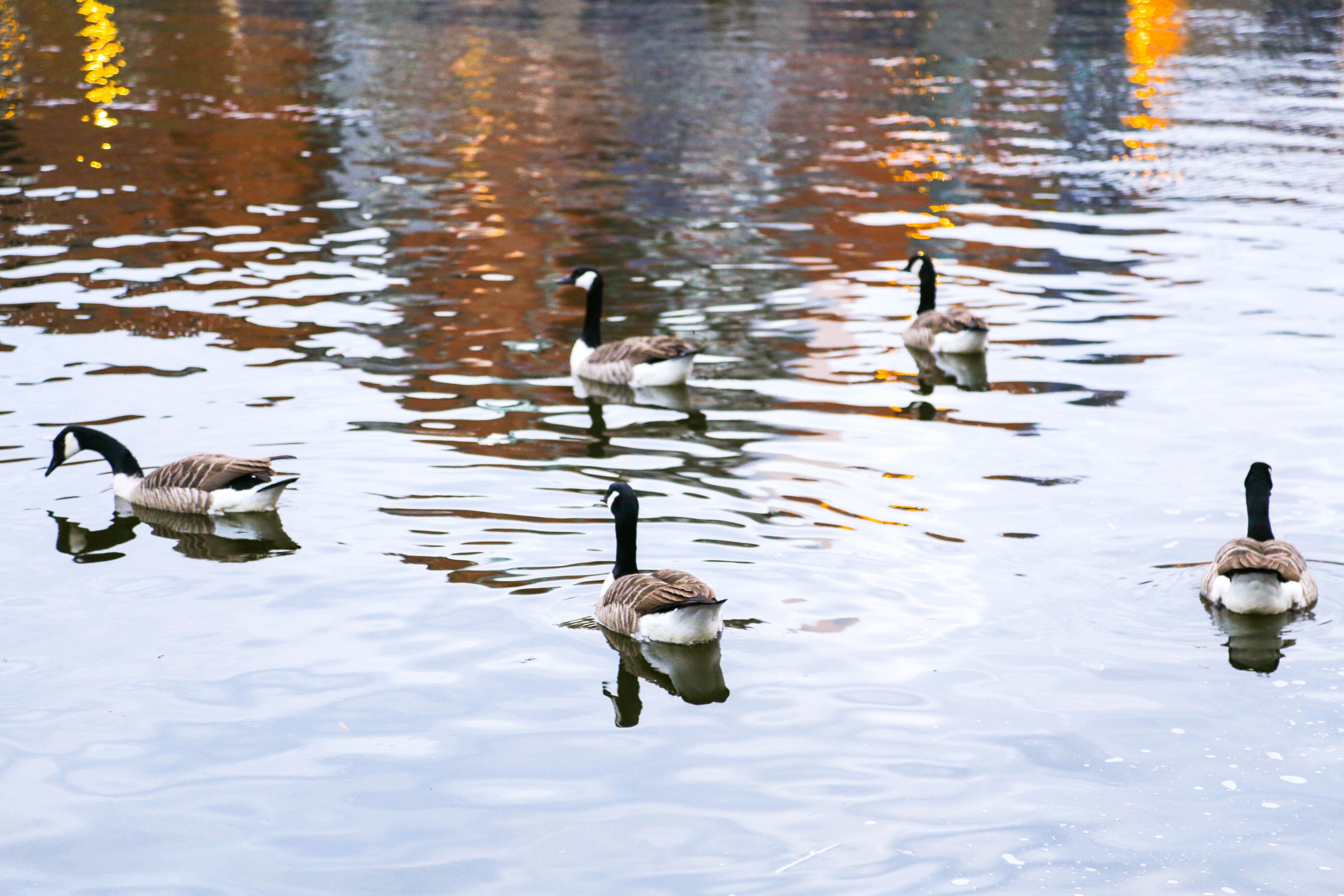 hoang hon tai Anh anh 9