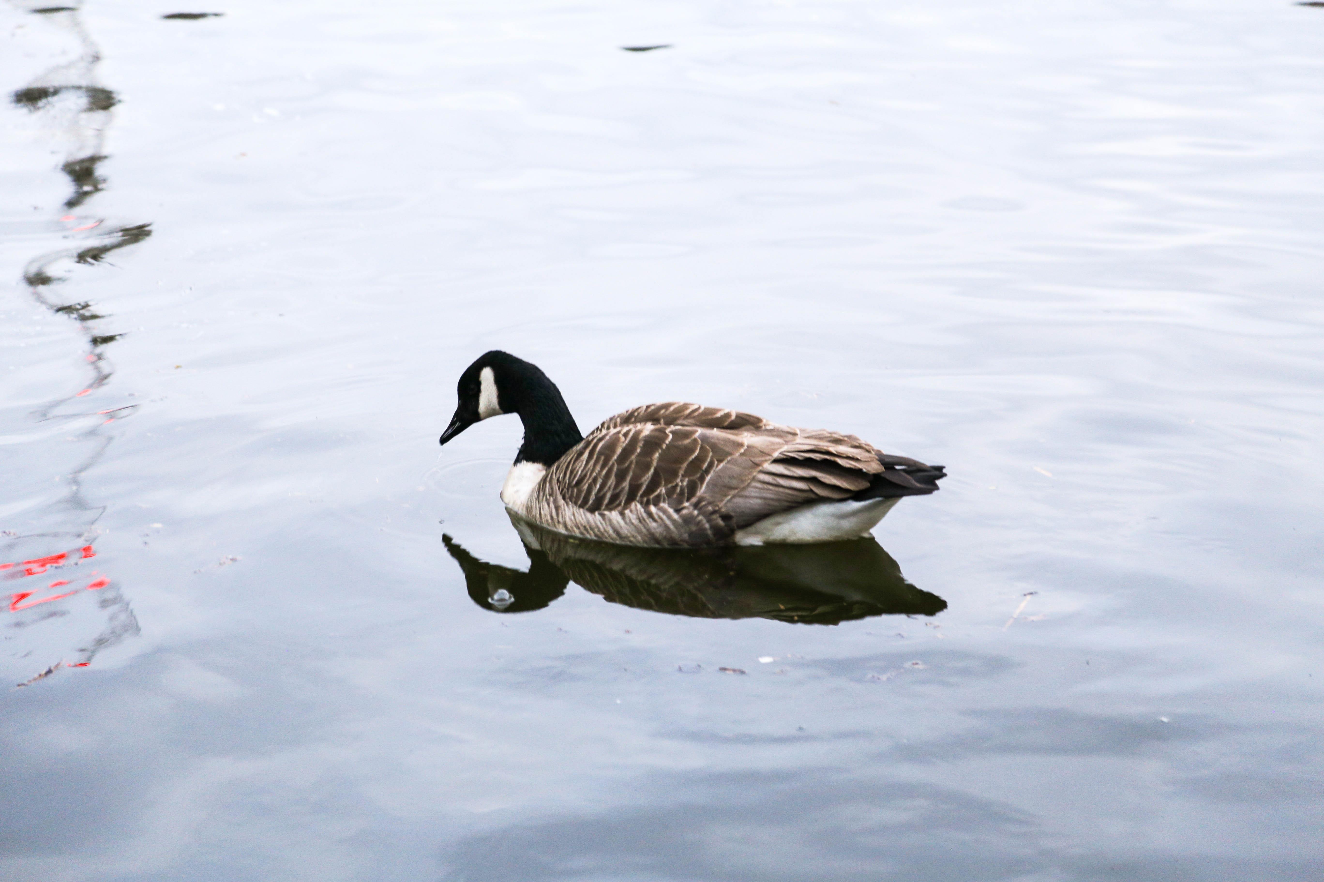 hoang hon tai Anh anh 10