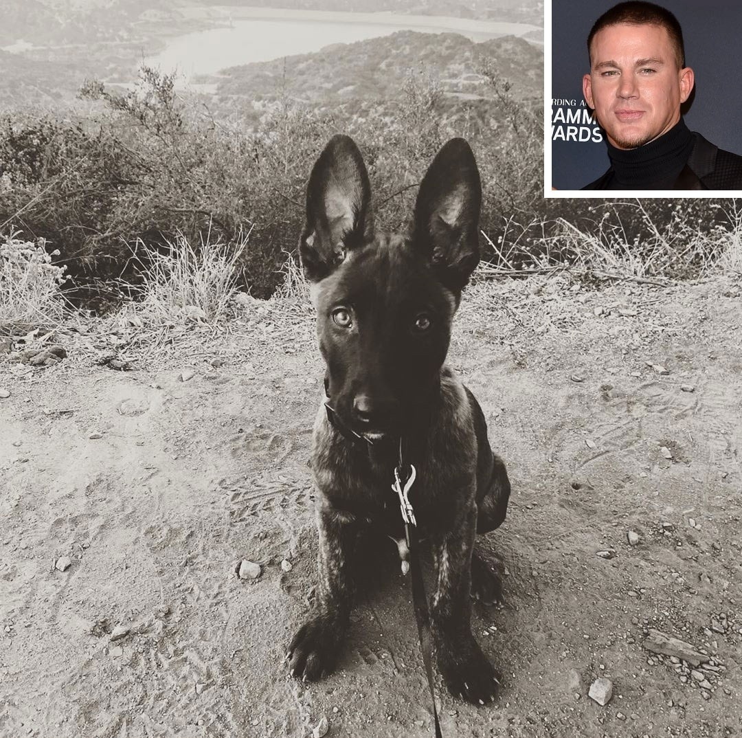 thu cung cua sao anh 2